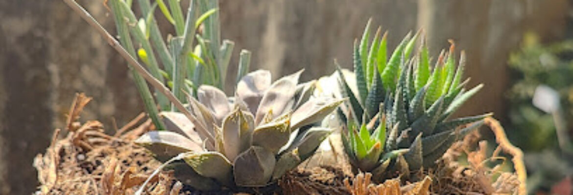 Sushwa Plant nursery